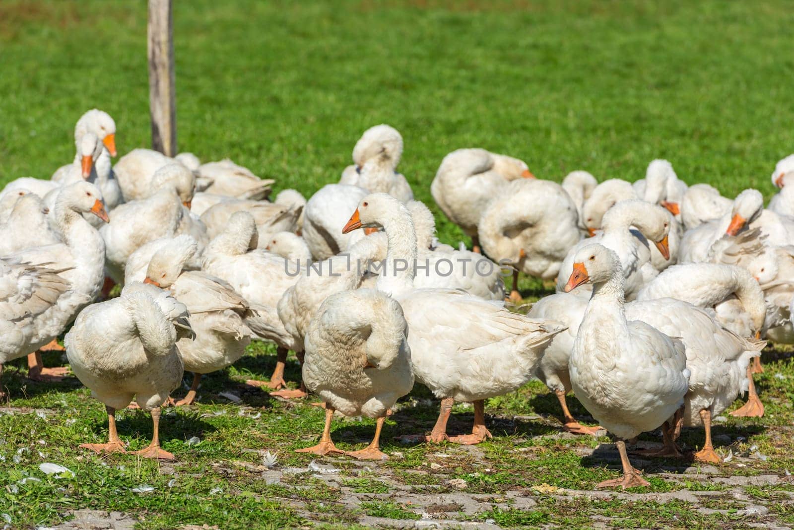 Geese gaggle grazing on green grass on farm
