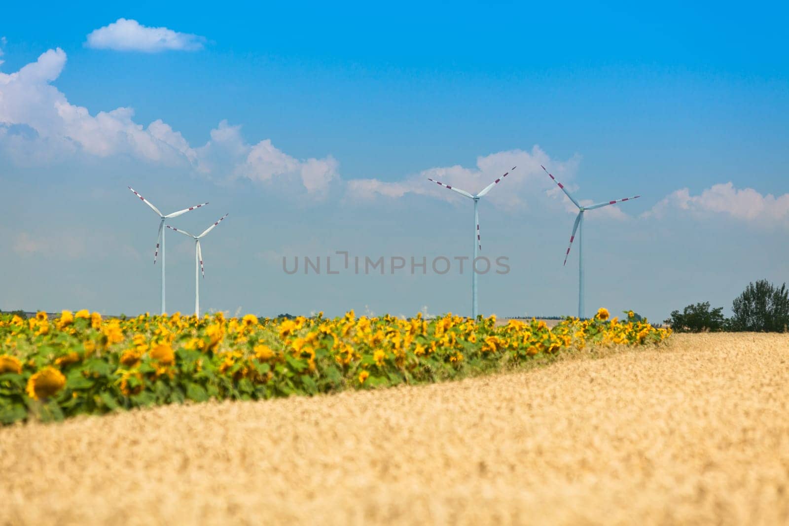 Cereal and Sunflowers Fields view. Filtered shot with a selective focus