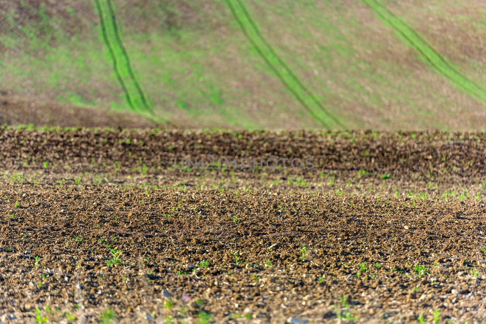 Agricultural field on a hill with young sprouts. Horizontal shot