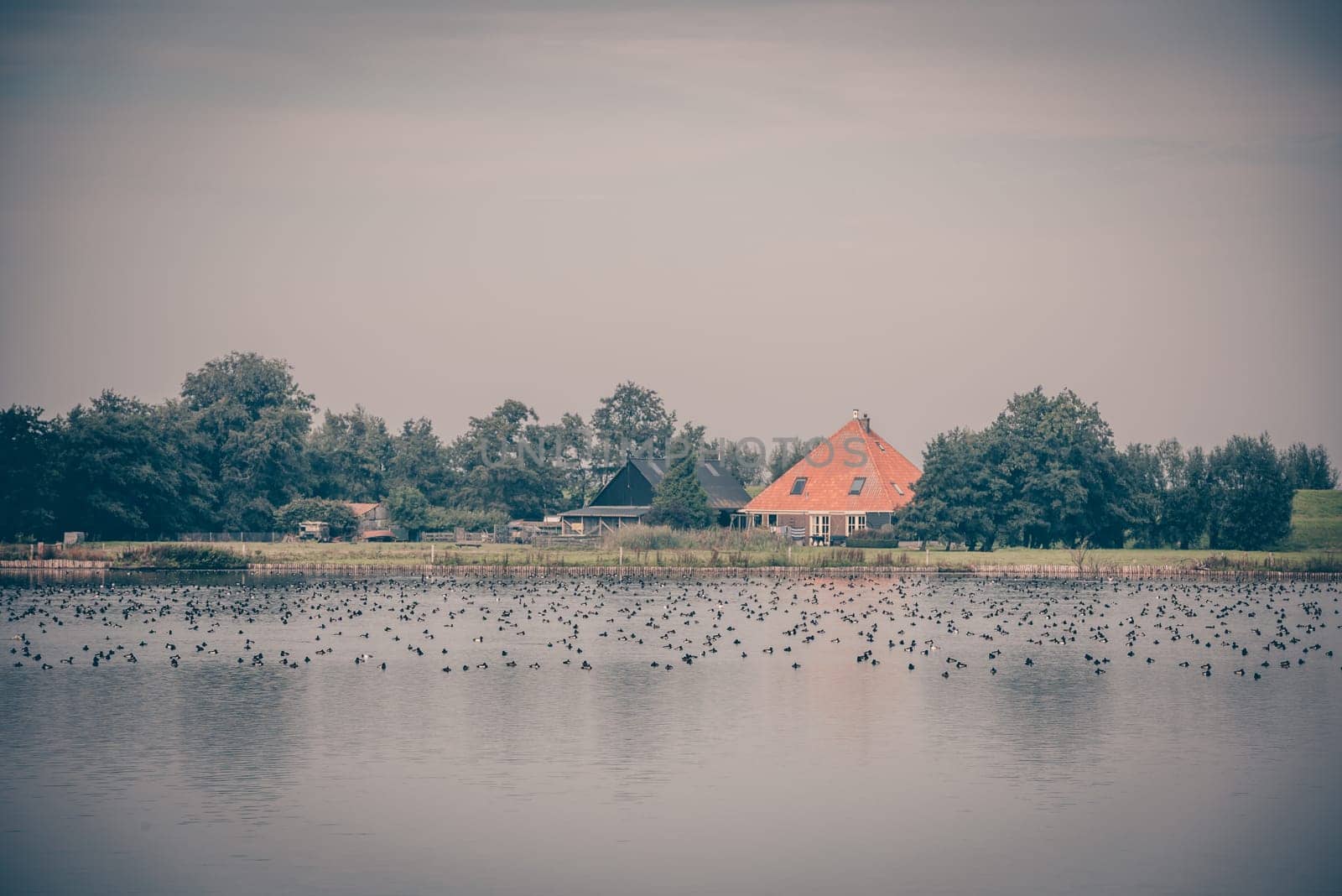 Wild geese on the pond in the Netherlands. Water Landscape
