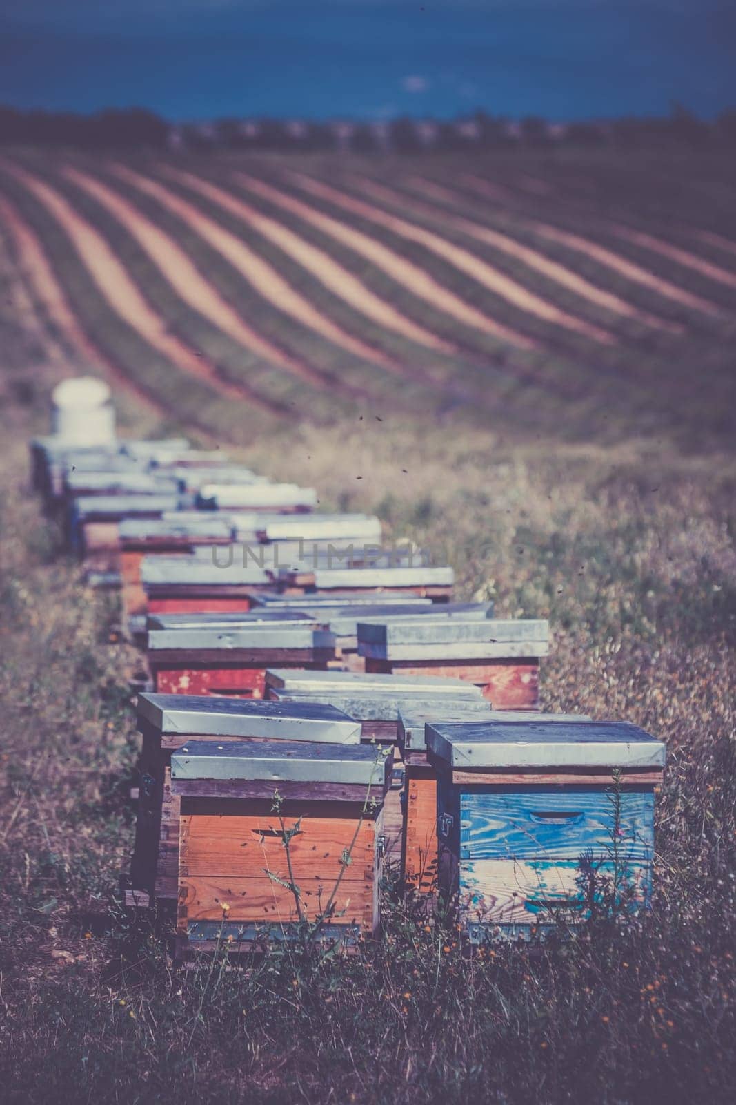 Beehives on the field in Provence, France. Filtered shot