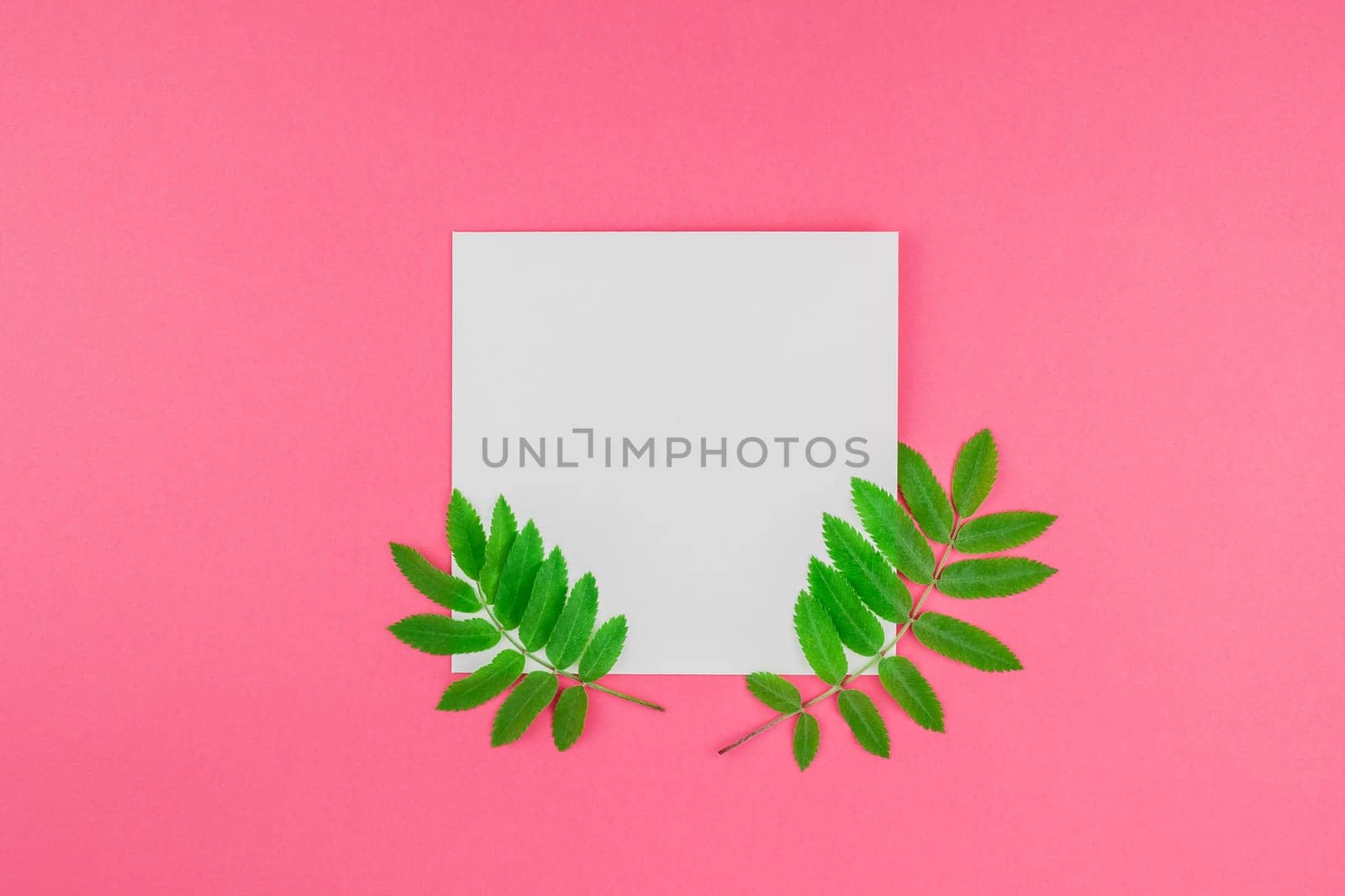 Creative flat lay top view white letter mock up with fresh green rowan tree leaves on bright pink background with copy space in minimal duotone pop art style, template for text