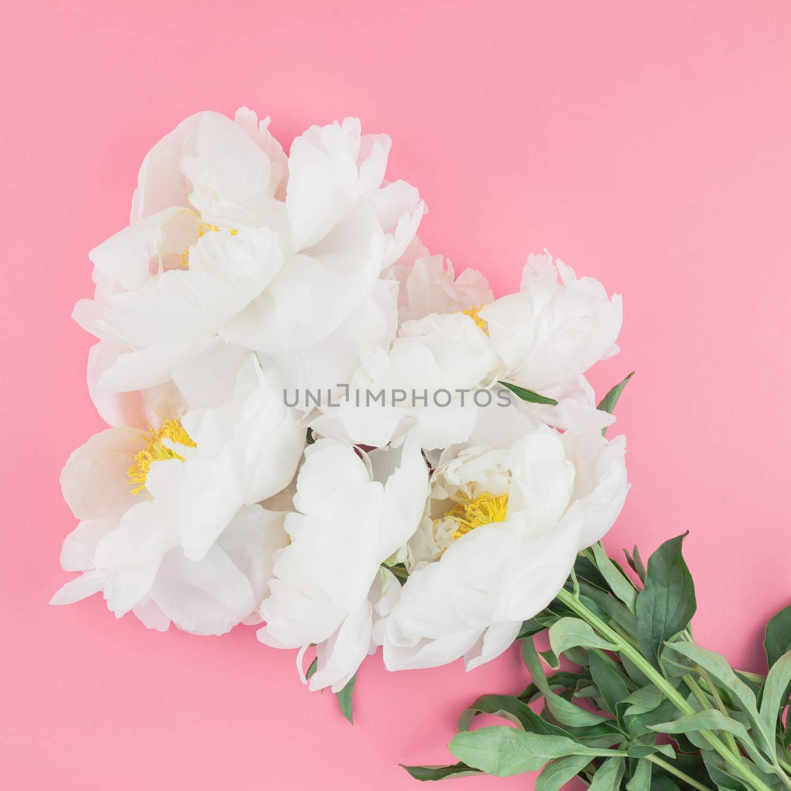 Blooming white peony flowers on square color paper background with copy space in minimal style, template for postcard, lettering, text your design. Wedding invitation and celebration greeting concept
