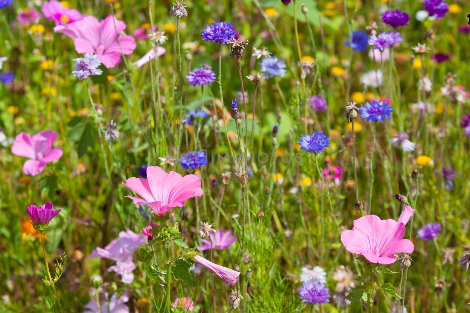 Wildflowers on a meadow in a sunny day. Shot with a selective focus