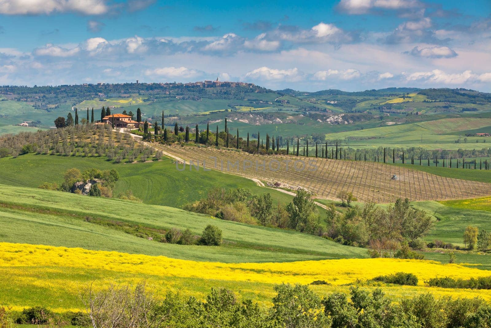 Outdoor Tuscan Val d'Orcia green and yellow farmland fields view with blue sky.