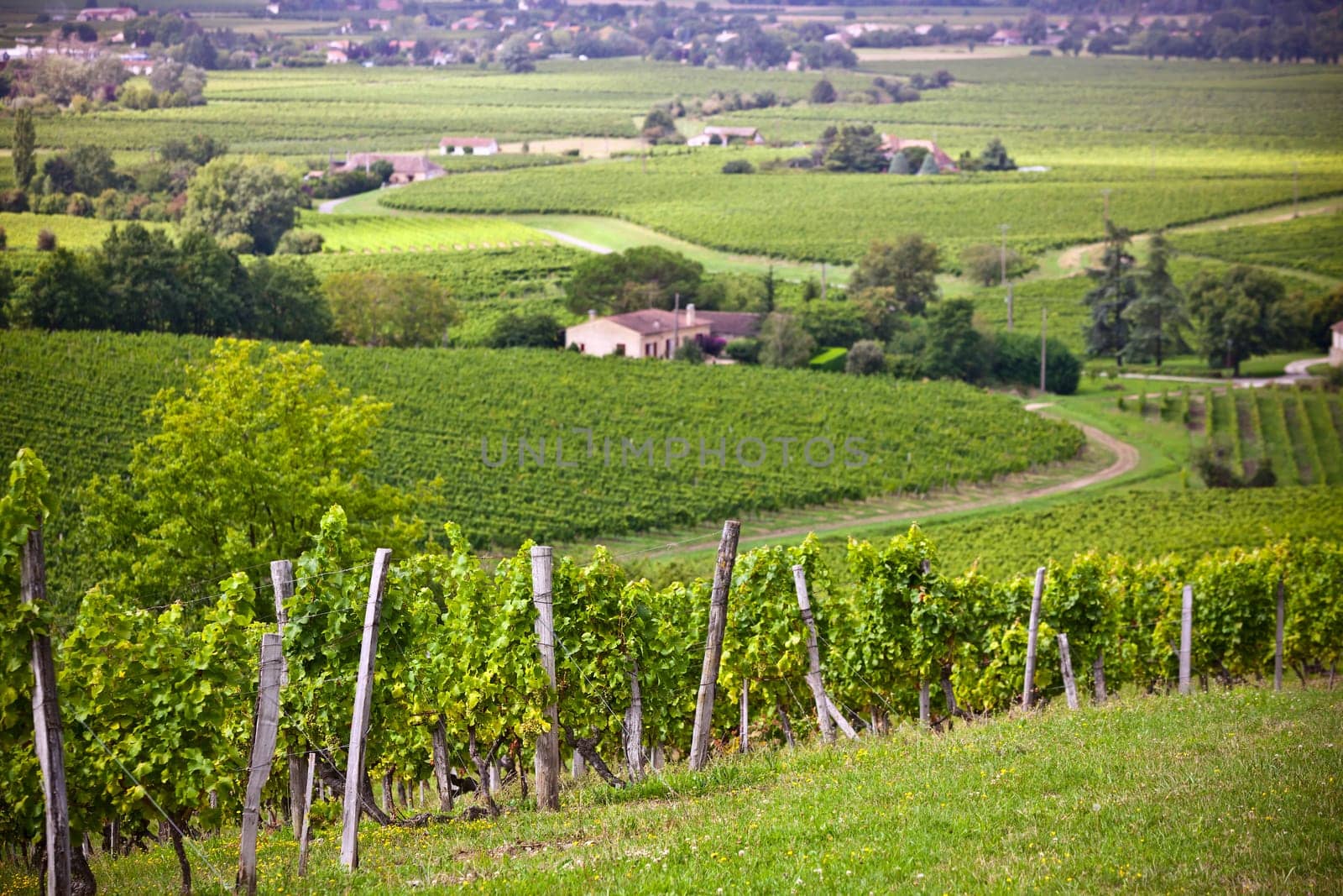 Diminishing rows of Vineyard Fields in Southern France. Horizontal shot with selective focus