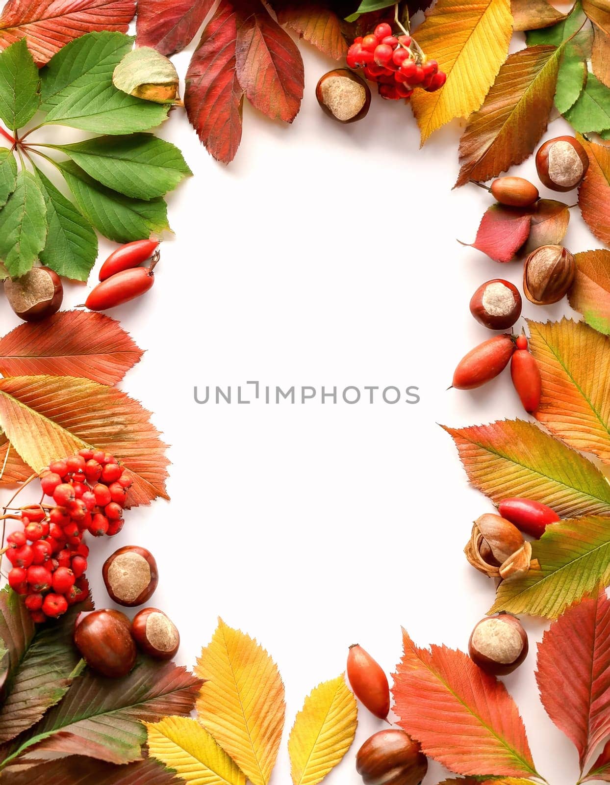 Colorful frame for autumn greetings or advertising.