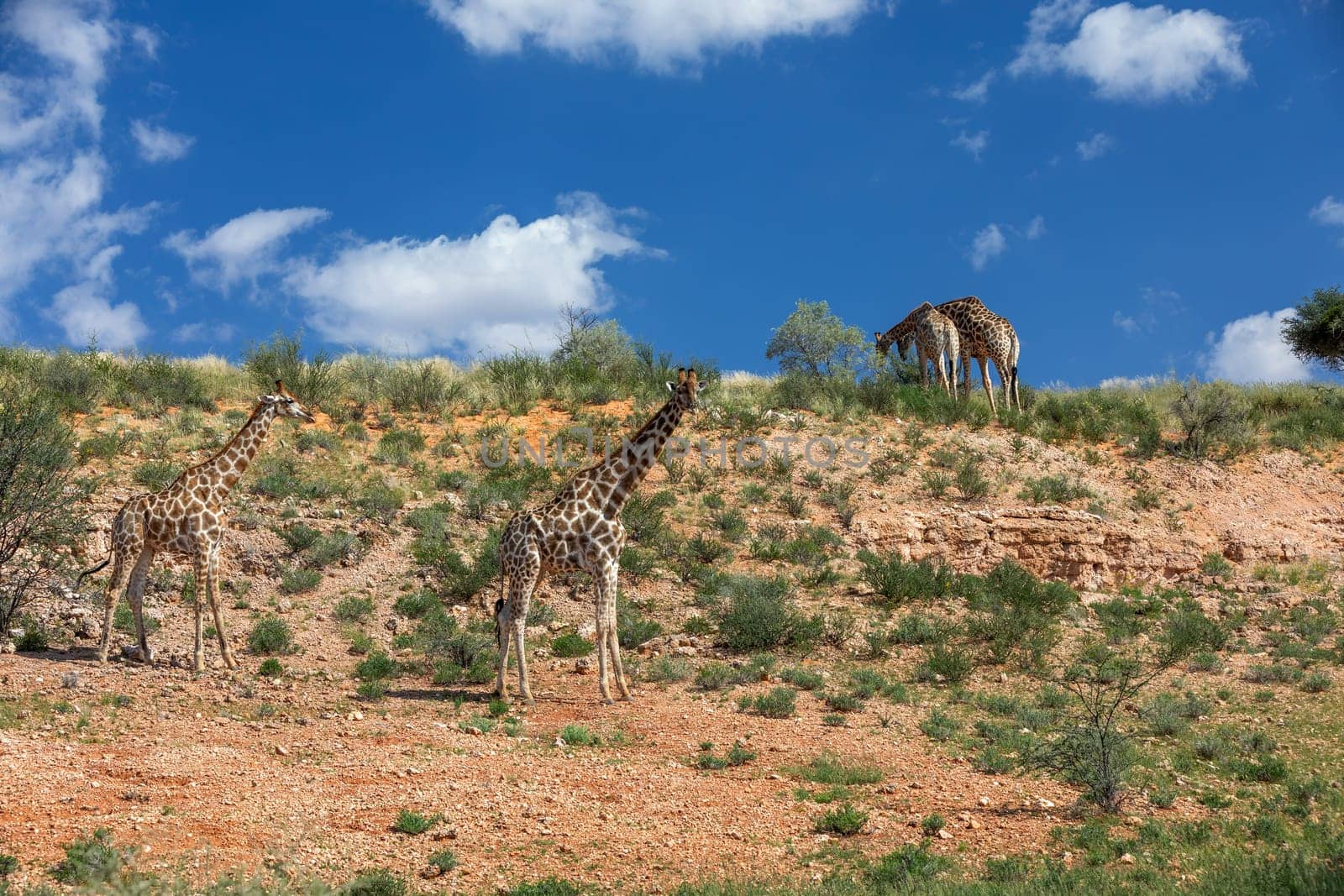 Cute Angolan giraffe (Giraffa camelopardalis angolensis), in Kalahari, green desert after rain season. Kgalagadi Transfrontier Park, South Africa wildlife safari