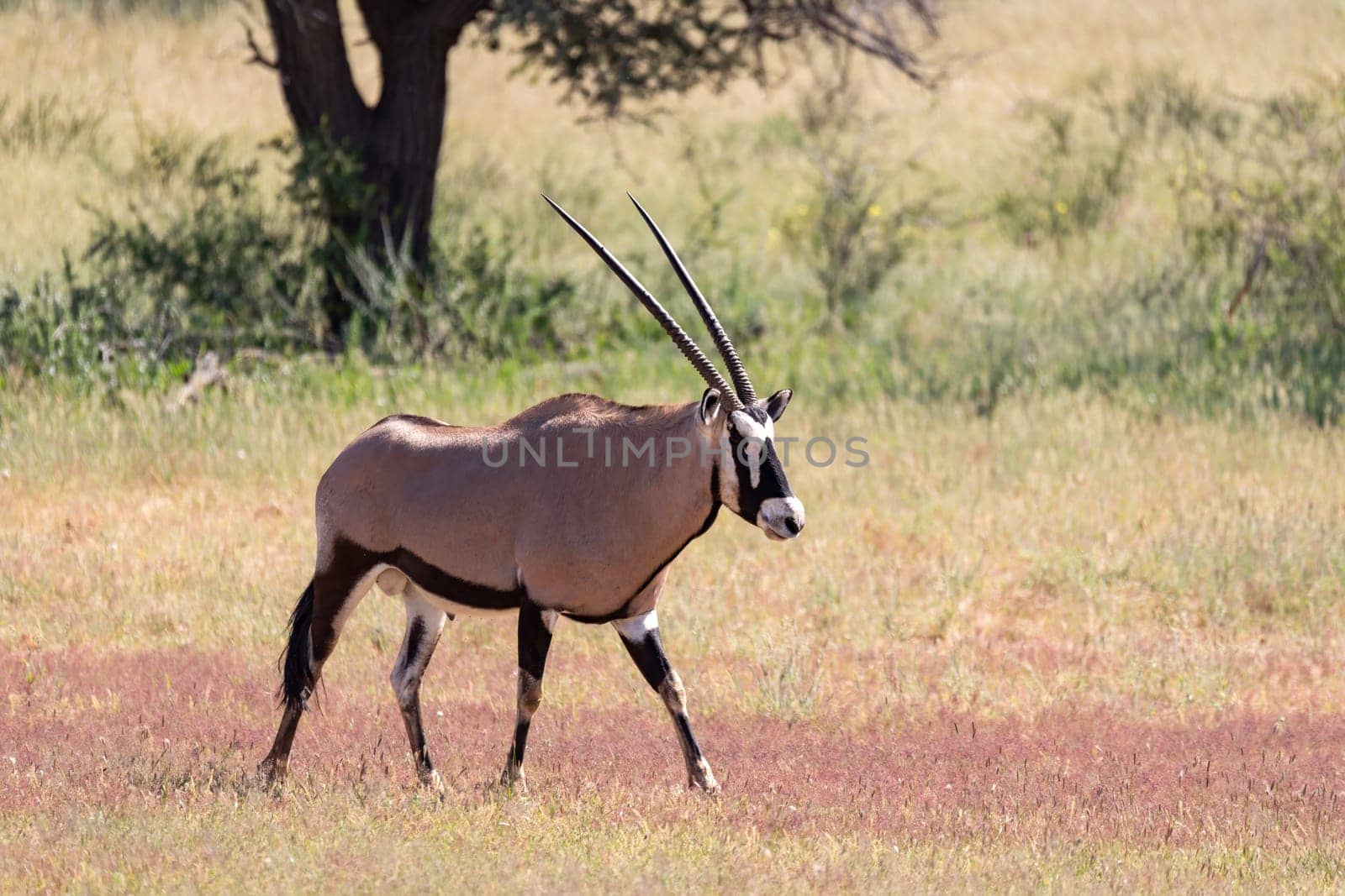 Baby of Common african antelope Gemsbok, Oryx gazella in Kalahari after rain season with green grass. Kgalagadi Transfrontier Park, South Africa wildlife safari