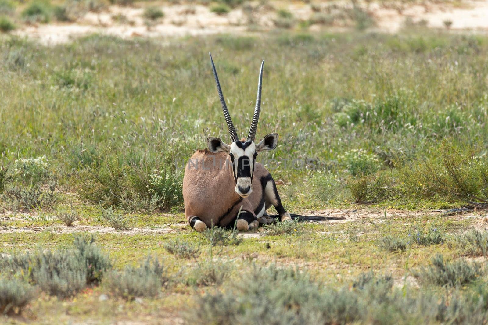 Baby of Common african antelope Gemsbok, Oryx gazella in Kalahari after rain season with green grass. Kgalagadi Transfrontier Park, South Africa wildlife safari