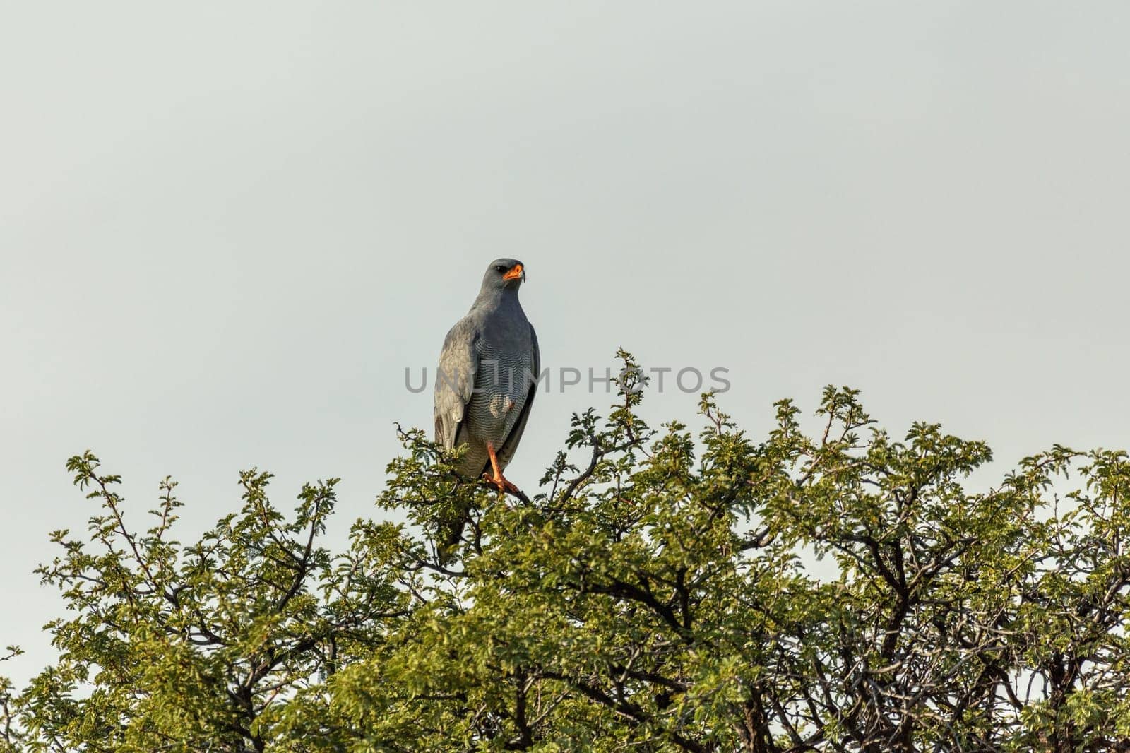 Southern pale chanting goshawk (Melierax canorus) is a bird of prey in the family Accipitridae, South Africa safari wildlife