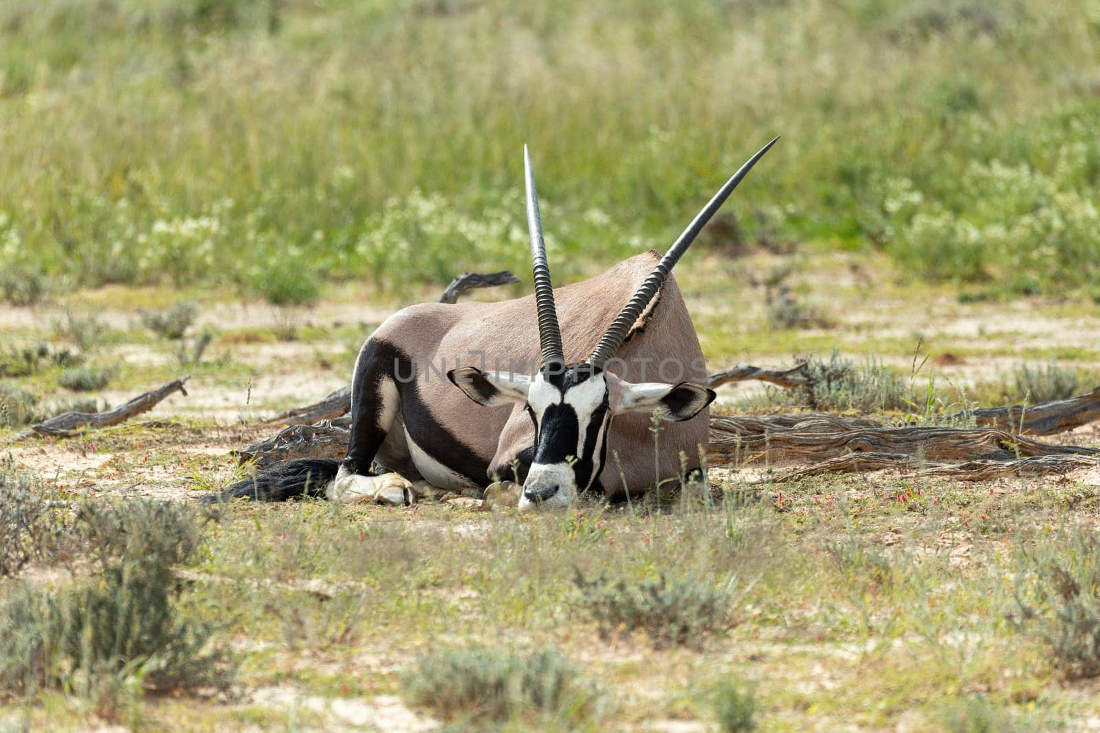 Baby of Common african antelope Gemsbok, Oryx gazella in Kalahari after rain season with green grass. Kgalagadi Transfrontier Park, South Africa wildlife safari