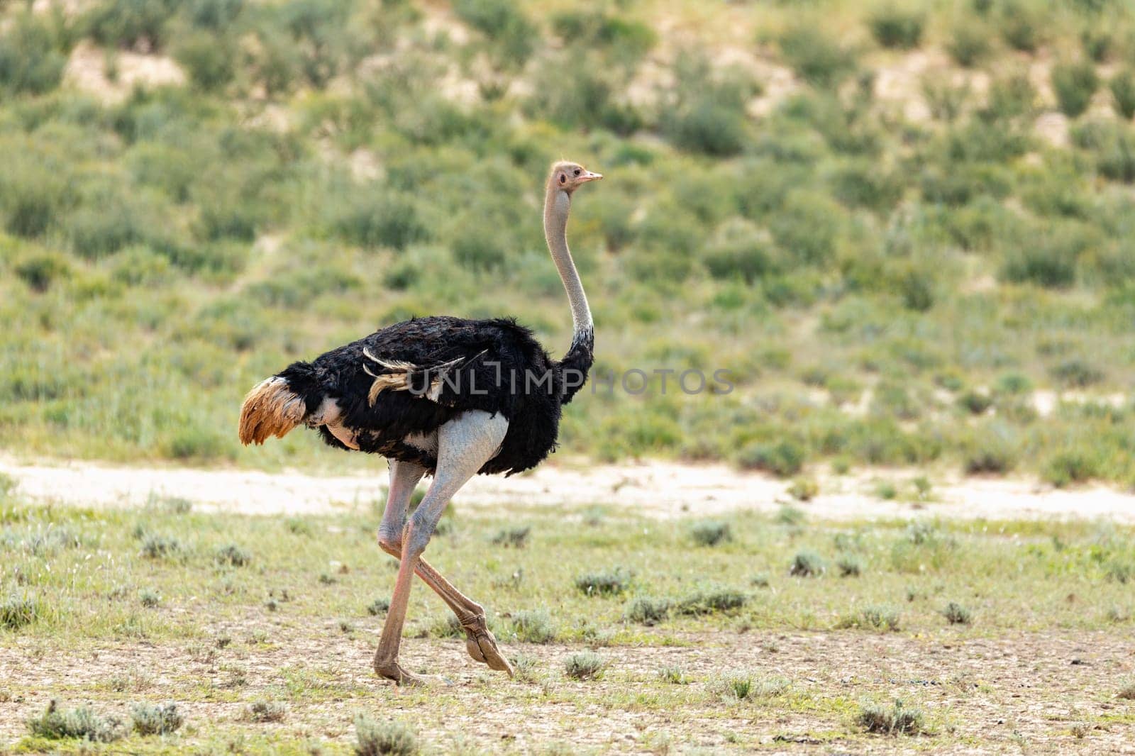 Ostrich, Struthio camelus in green Kalahari, desert after rain season. Kalahari Transfrontier Park, South Africa wildlife safari