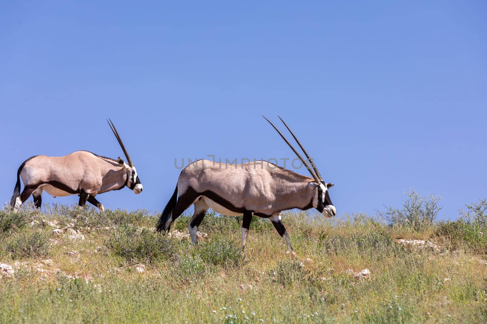Baby of Common african antelope Gemsbok, Oryx gazella in Kalahari after rain season with green grass. Kgalagadi Transfrontier Park, South Africa wildlife safari