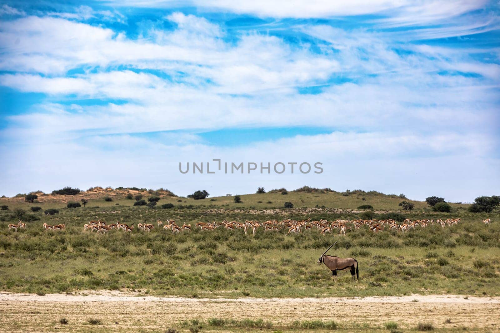 Common african antelope Gemsbok, Oryx gazella in Kalahari after rain season with green grass. Kgalagadi Transfrontier Park, South Africa wildlife safari
