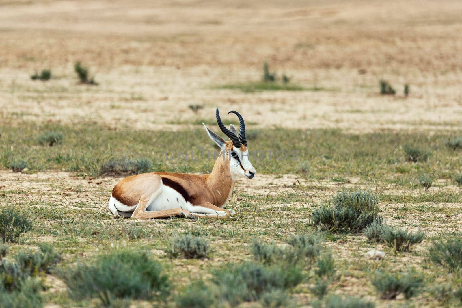 Springbok (Antidorcas marsupialis), in green Kalahari, after rain season, South Africa wildlife