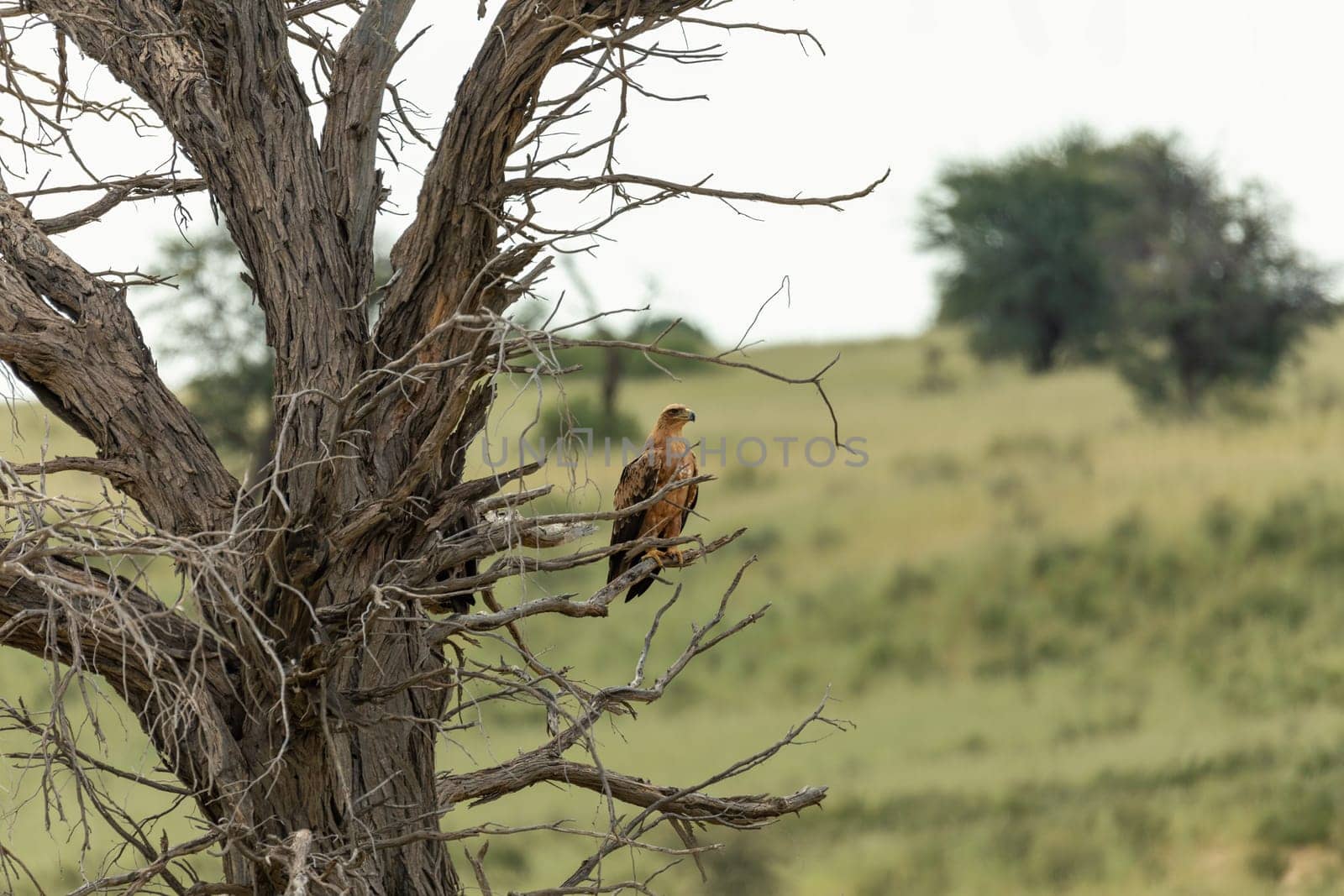Tawny eagle (Aquila rapax), large bird of prey in natural habitat, kalahari, South Africa safari wildlife
