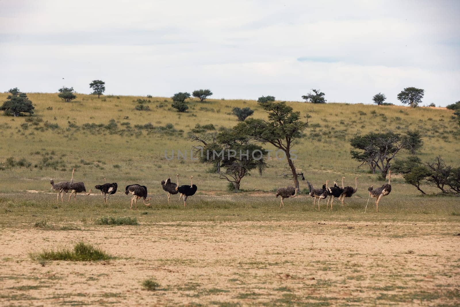 Ostrich, Struthio camelus in green Kalahari, desert after rain season. Kalahari Transfrontier Park, South Africa wildlife safari