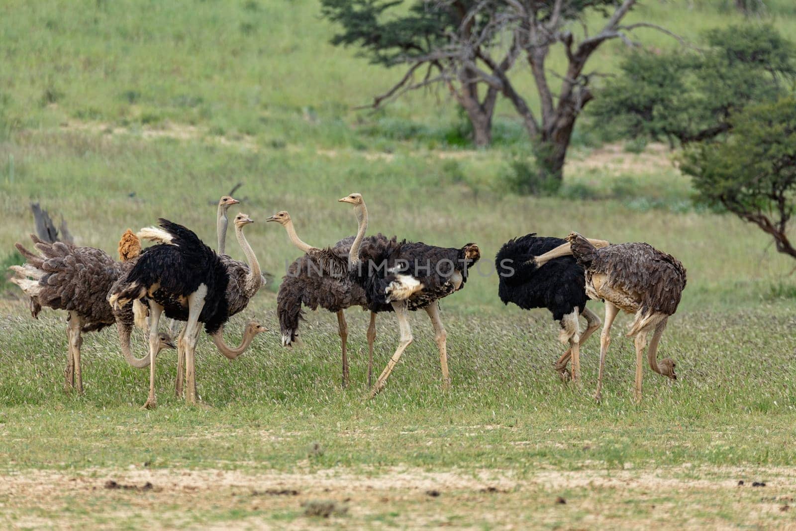 Ostrich, Struthio camelus in green Kalahari, desert after rain season. Kalahari Transfrontier Park, South Africa wildlife safari
