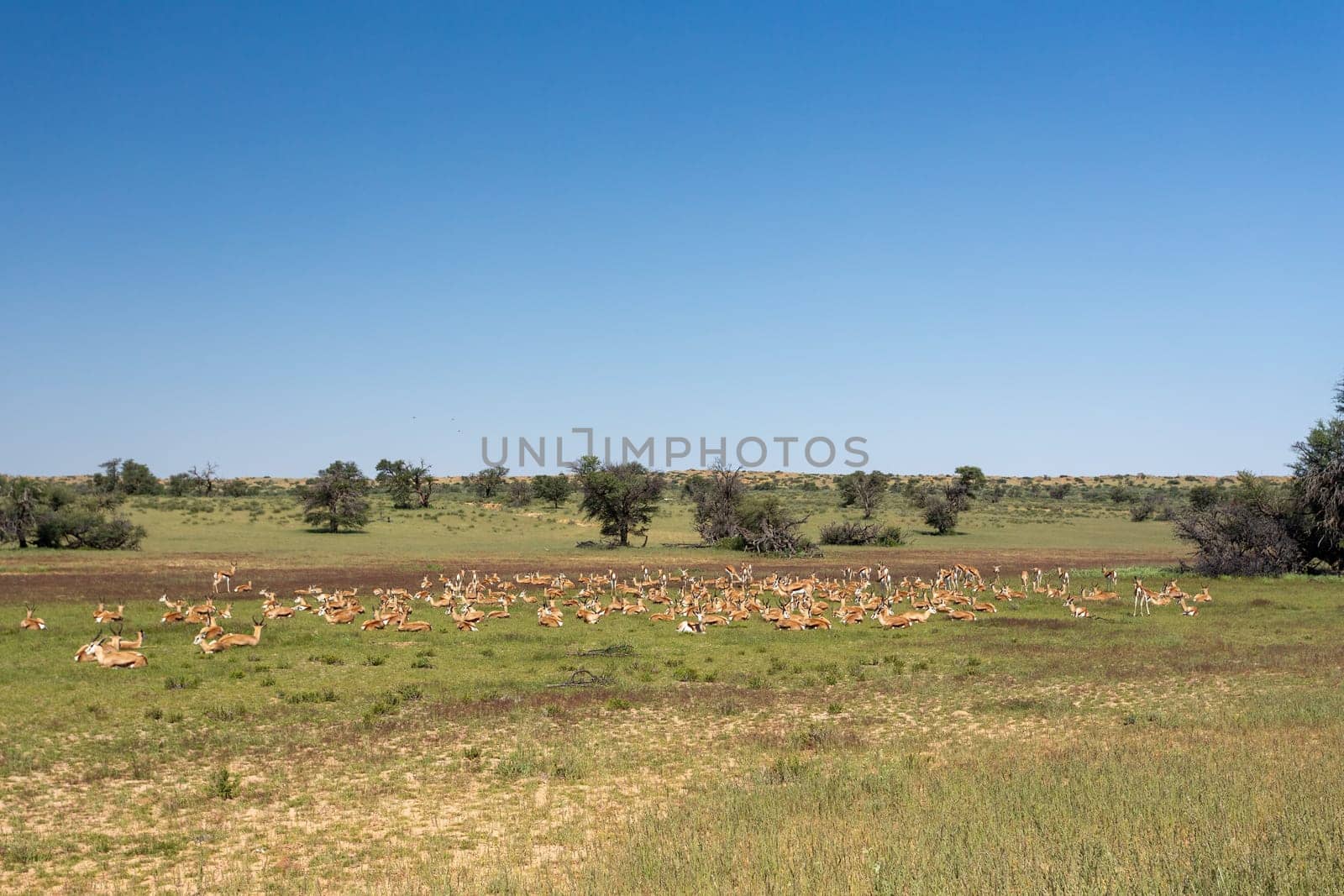 Herd of Springbok (Antidorcas marsupialis), in green Kalahari, after rain season, South Africa wildlife