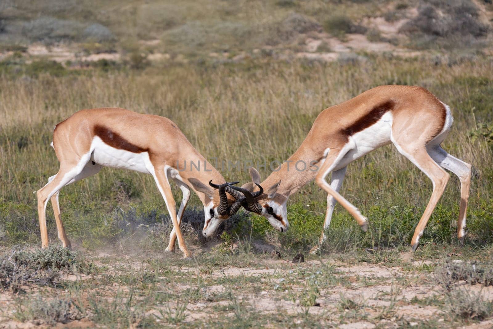 Springbok (Antidorcas marsupialis) fighting, in green Kalahari, after rain season, South Africa wildlife