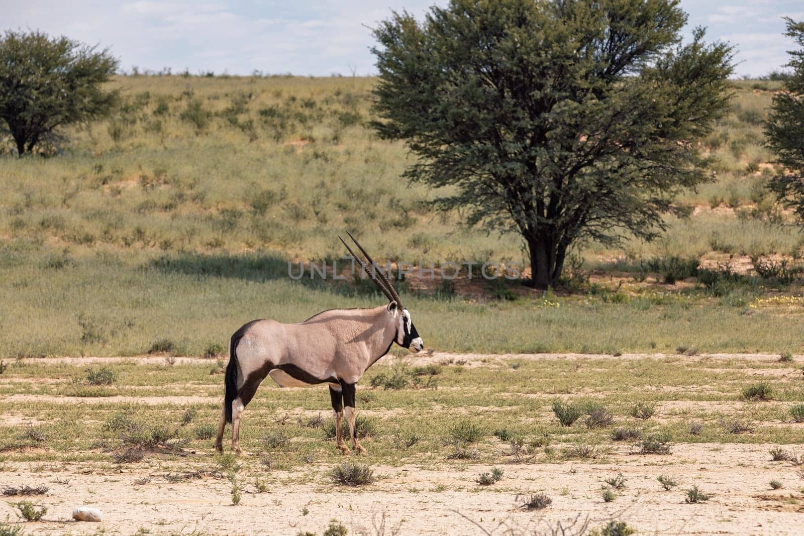 Baby of Common african antelope Gemsbok, (Oryx gazella) in Kalahari after rain season with green grass. Kgalagadi Transfrontier Park, South Africa wildlife safari