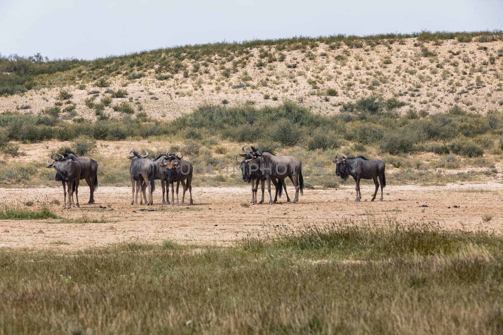 Wild animal Blue Wildebeest Gnu (Connochaetes taurinus) in Kalahari, green desert after rain season. Kgalagadi Transfrontier Park, South Africa wildlife safari