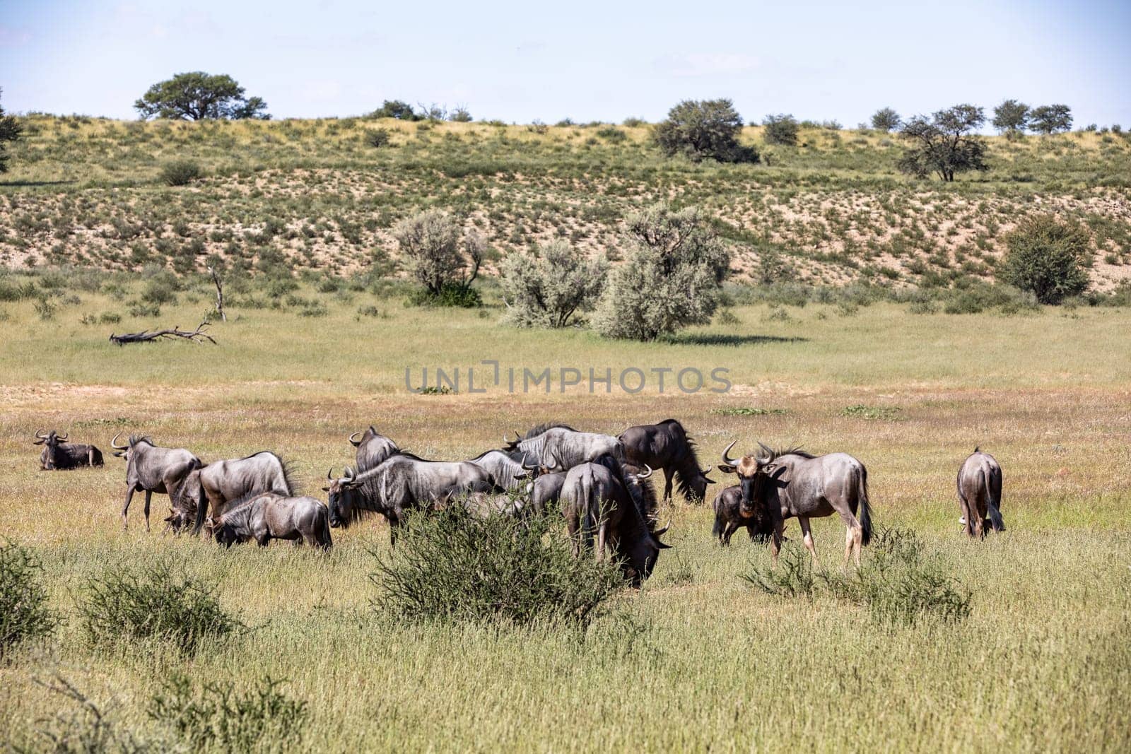 Wild animal Blue Wildebeest Gnu (Connochaetes taurinus) in Kalahari, green desert after rain season. Kgalagadi Transfrontier Park, South Africa wildlife safari