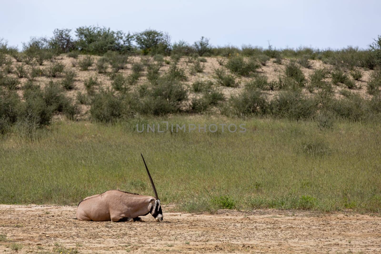 Baby of Common african antelope Gemsbok, Oryx gazella in Kalahari after rain season with green grass. Kgalagadi Transfrontier Park, South Africa wildlife safari