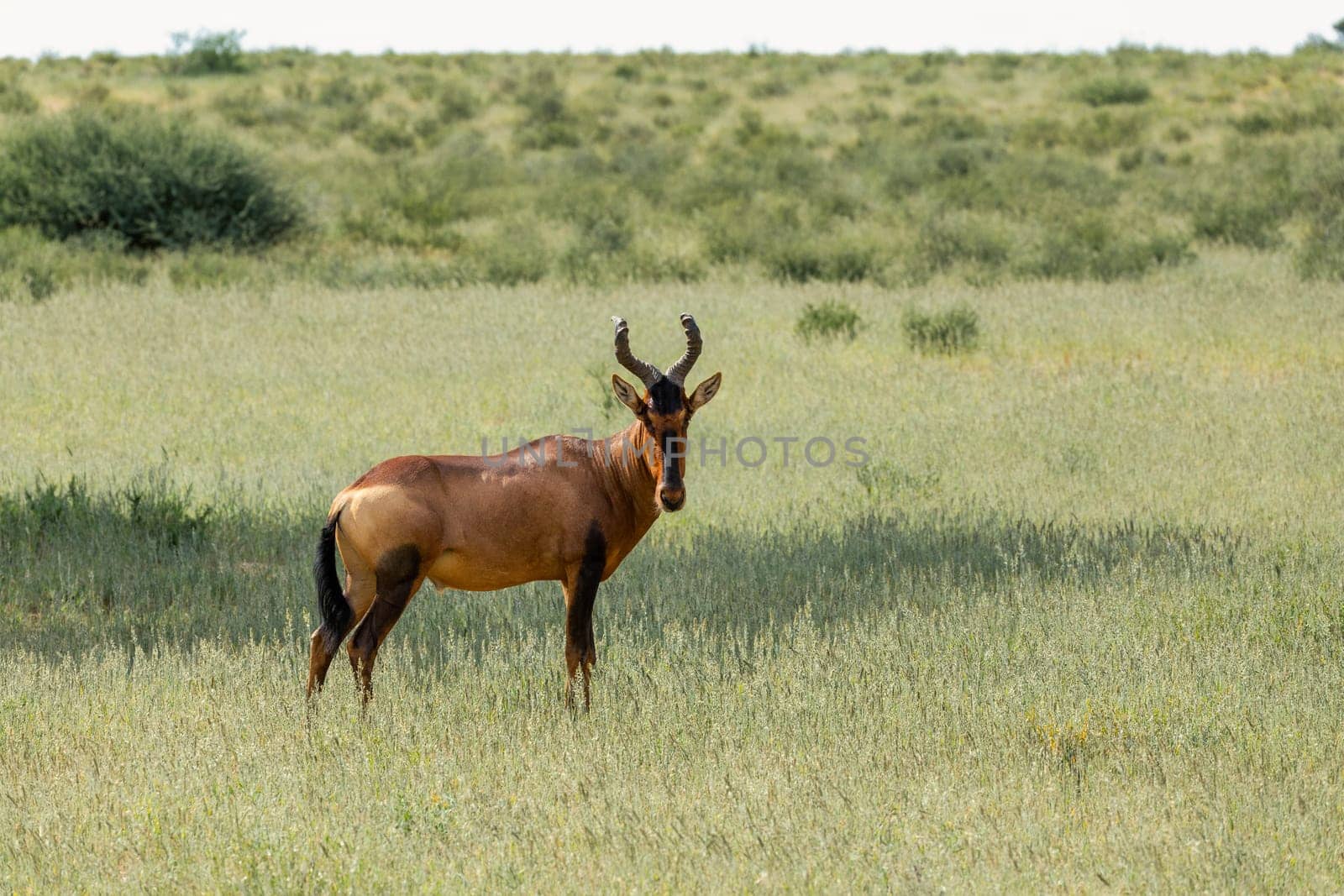 Red Hartebeest, Alcelaphus buselaphus caama, in Kalahari, green desert after rainy season. Kalahari Transfrontier Park, South Africa wildlife safari