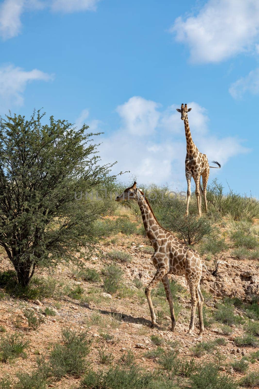 Cute Angolan giraffe (Giraffa camelopardalis angolensis), in Kalahari, green desert after rain season. Kgalagadi Transfrontier Park, South Africa wildlife safari