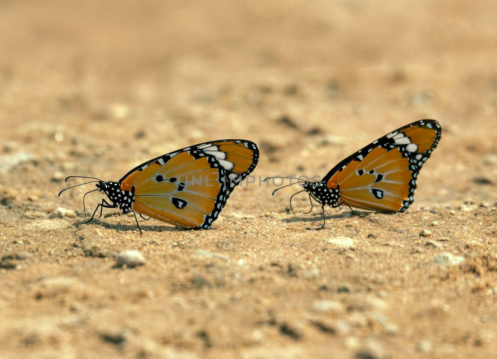 Close-up of a stunning orange and black African queen or African monarch (Danaus Chrysippus) butterfly against the backdrop of the Kalahari Desert in South Africa.