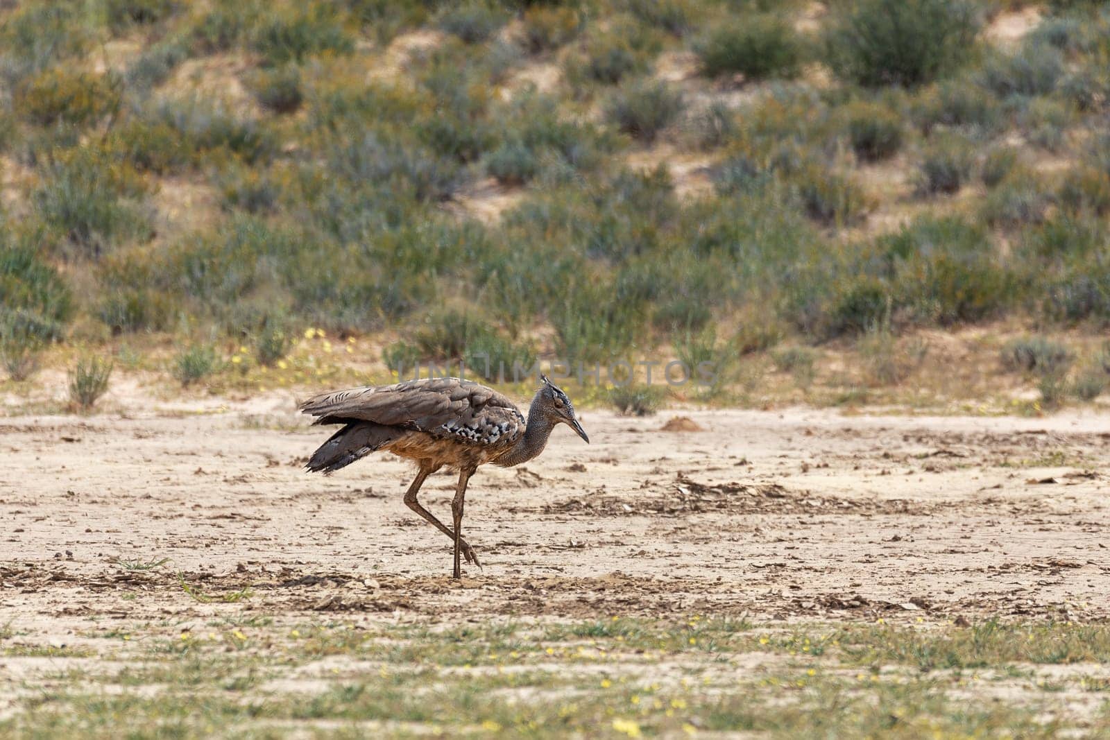 Kori bustard (Ardeotis kori), the largest flying bird native to african bush, Kalahari South Africa, Africa wildlife