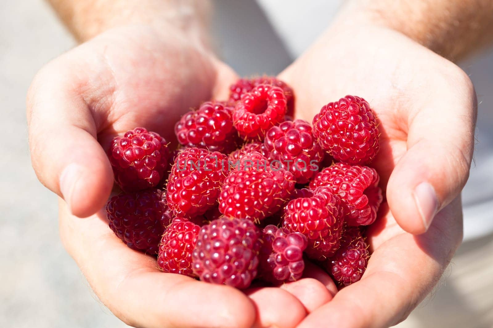 Hands holding red raspberries. Summer bright shot