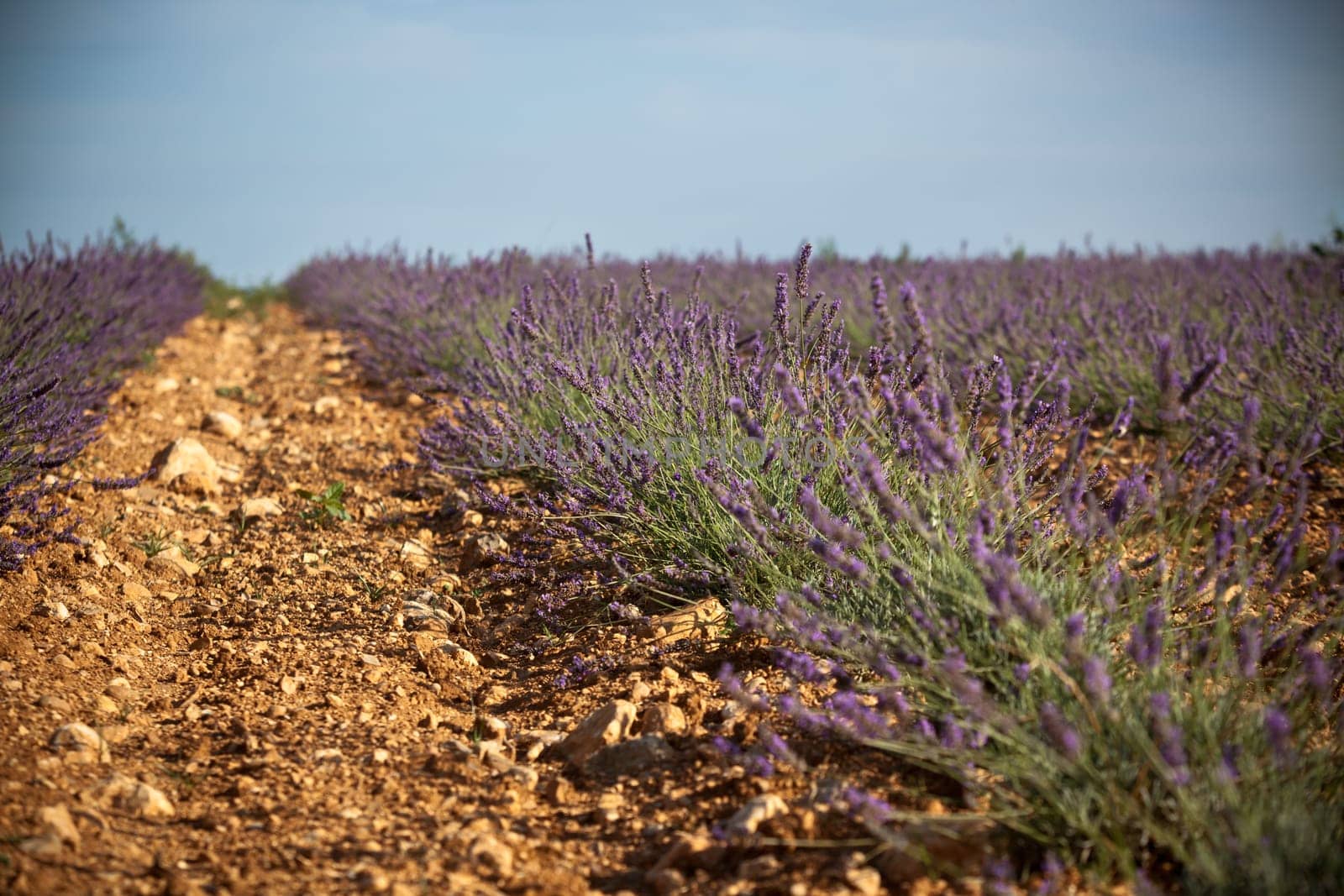 Summer lavender field in Provence, France. Shot with a selective focus
