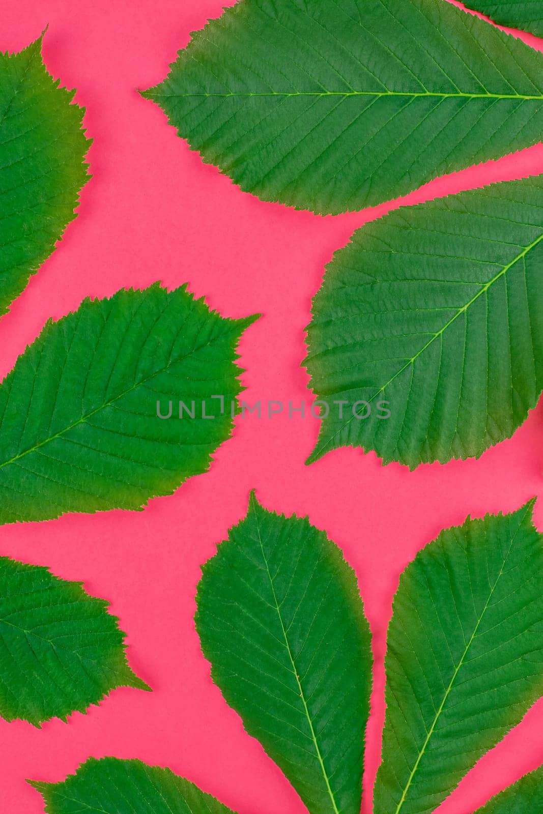 Creative flat lay top view pattern with fresh green chestnut leaves on bright paper pink background with copy space in minimal pop art style, floral plant frame template for text