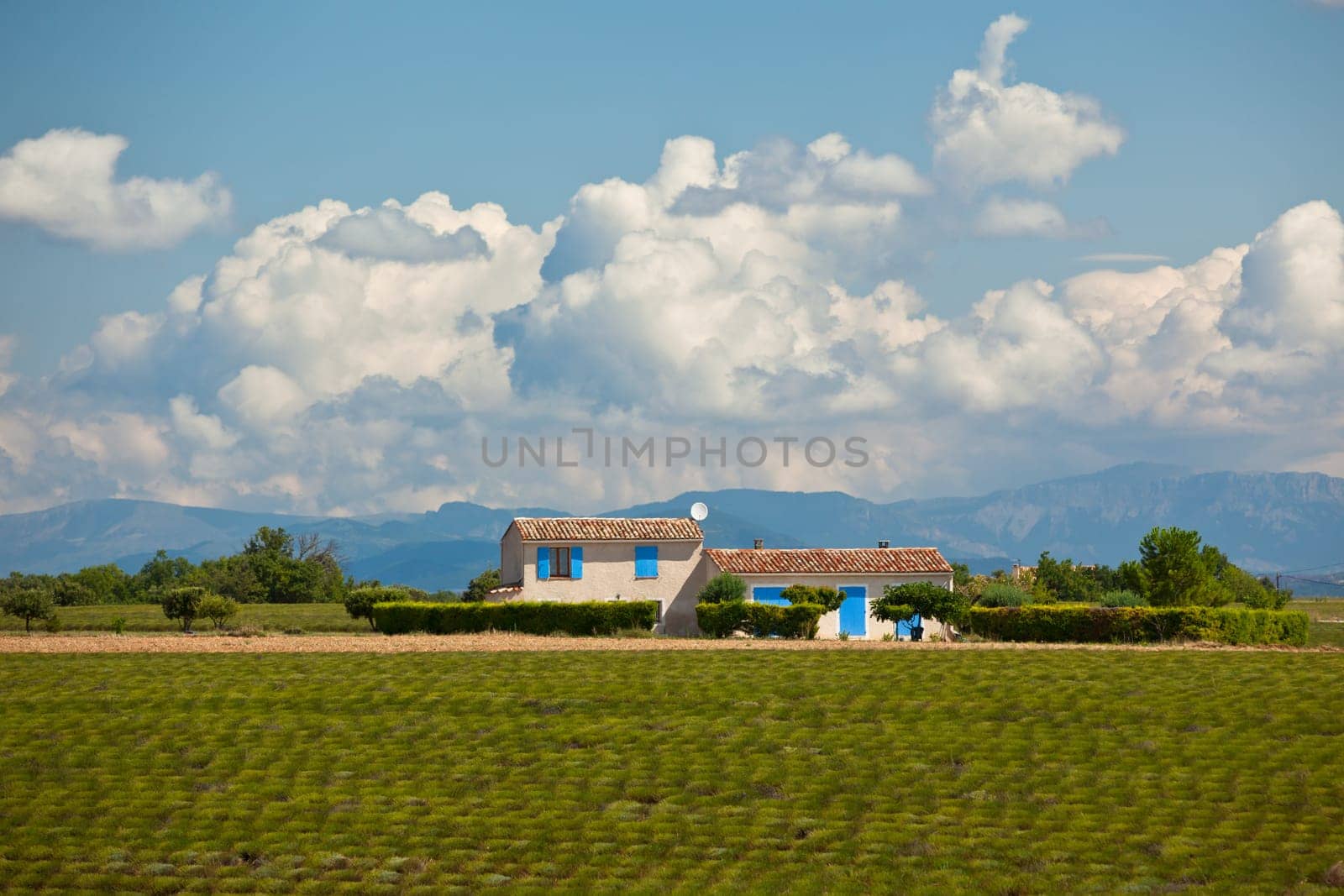 Farmhouse in a harvested lavender field, Valensole, Provence, France