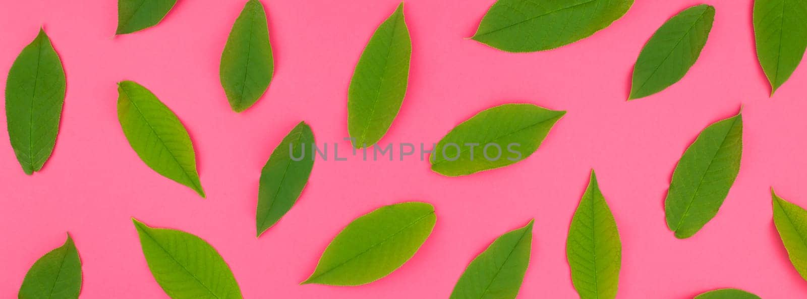 Creative flat lay top view pattern with fresh green leaves on bright pink background in minimal pop art style. Long wide banner