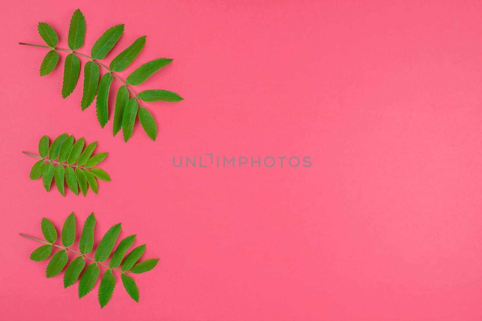 Creative flat lay top view pattern with fresh green rowan tree leaves on bright pink background with copy space in minimal duotone pop art style, frame template for text