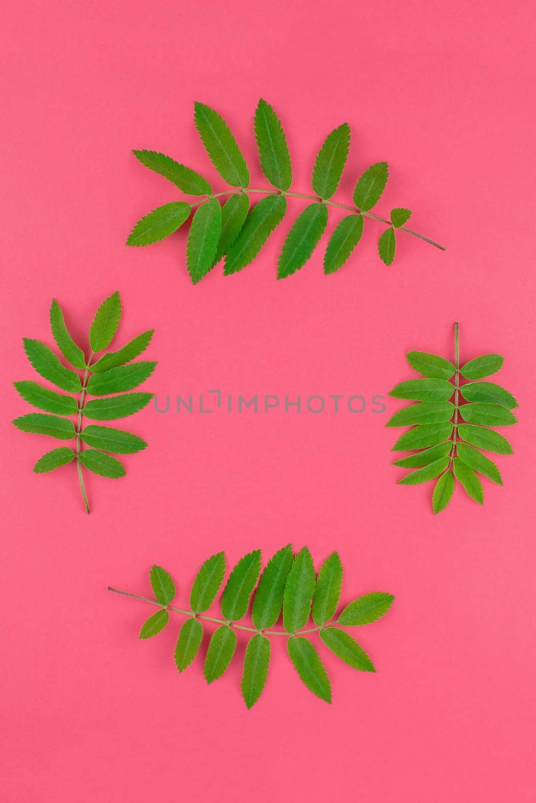 Creative flat lay top view pattern with fresh green rowan tree leaves on bright pink background with copy space in minimal duotone pop art style, frame template for text
