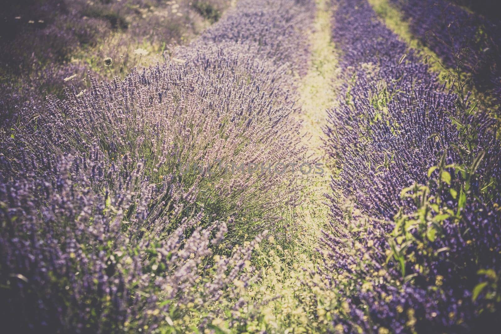Summer lavender field in Provence, France. Blur Shot with a selective focus