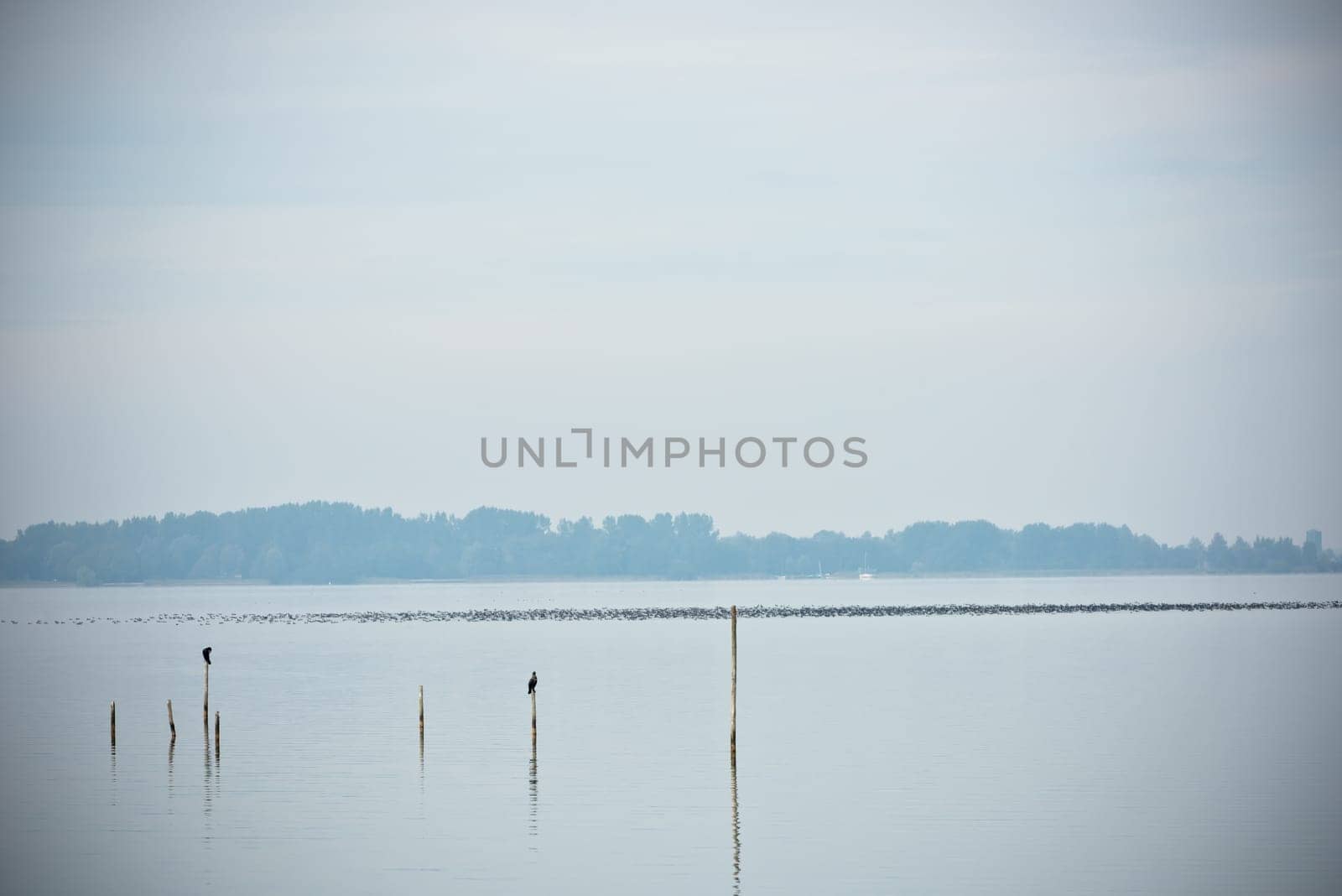 Northern Sea landscape: still water and birds on wooden posts