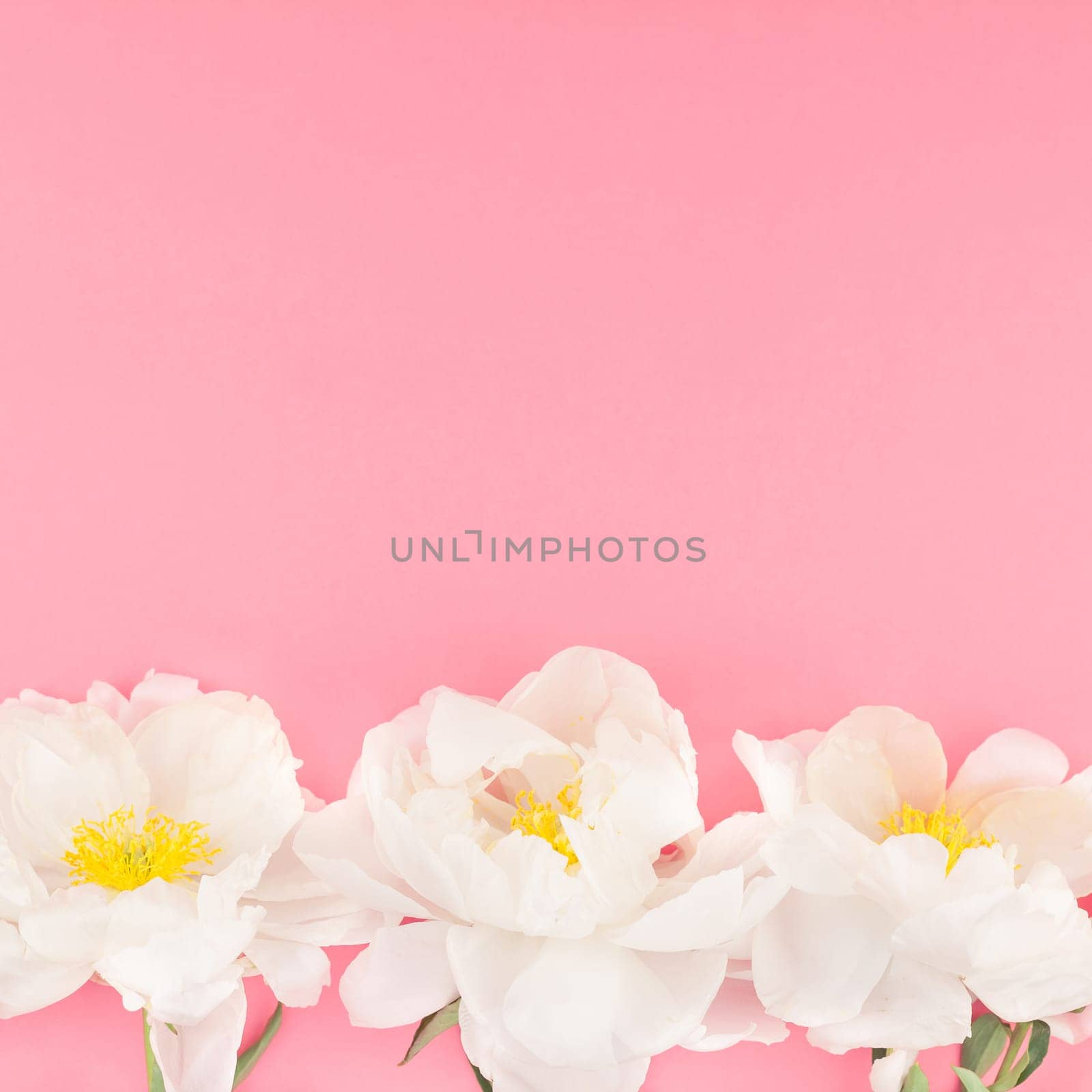 Blooming white peony flowers on square color paper background with copy space in minimal style, template for postcard, lettering, text your design. Wedding invitation and celebration greeting concept
