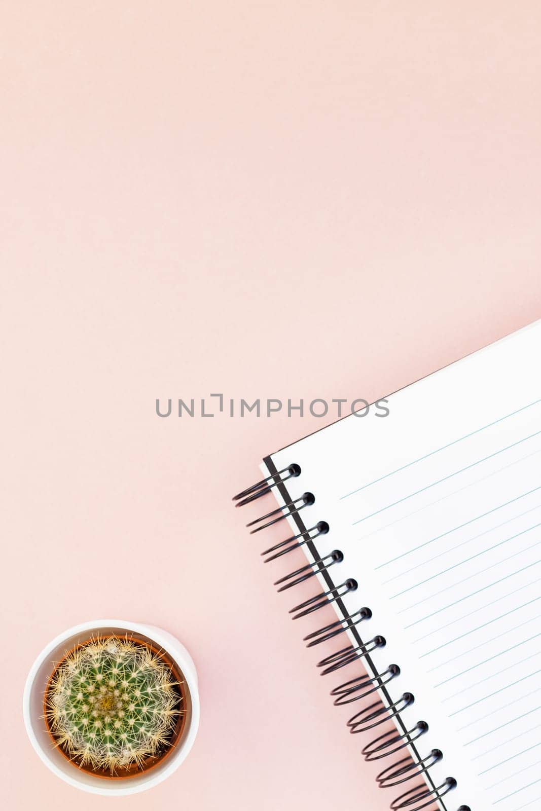 Top view flat lay of workspace desk styled design office supplies and cactuses succulents with copy space millennial pink color paper background minimal style. Template for feminine blog social media
