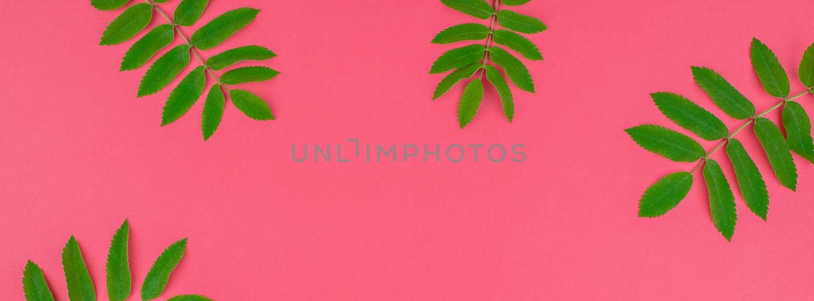 Creative flat lay top view pattern with fresh green rowan tree leaves on bright pink background with copy space in minimal duotone pop art style, frame template for text. Long wide banner
