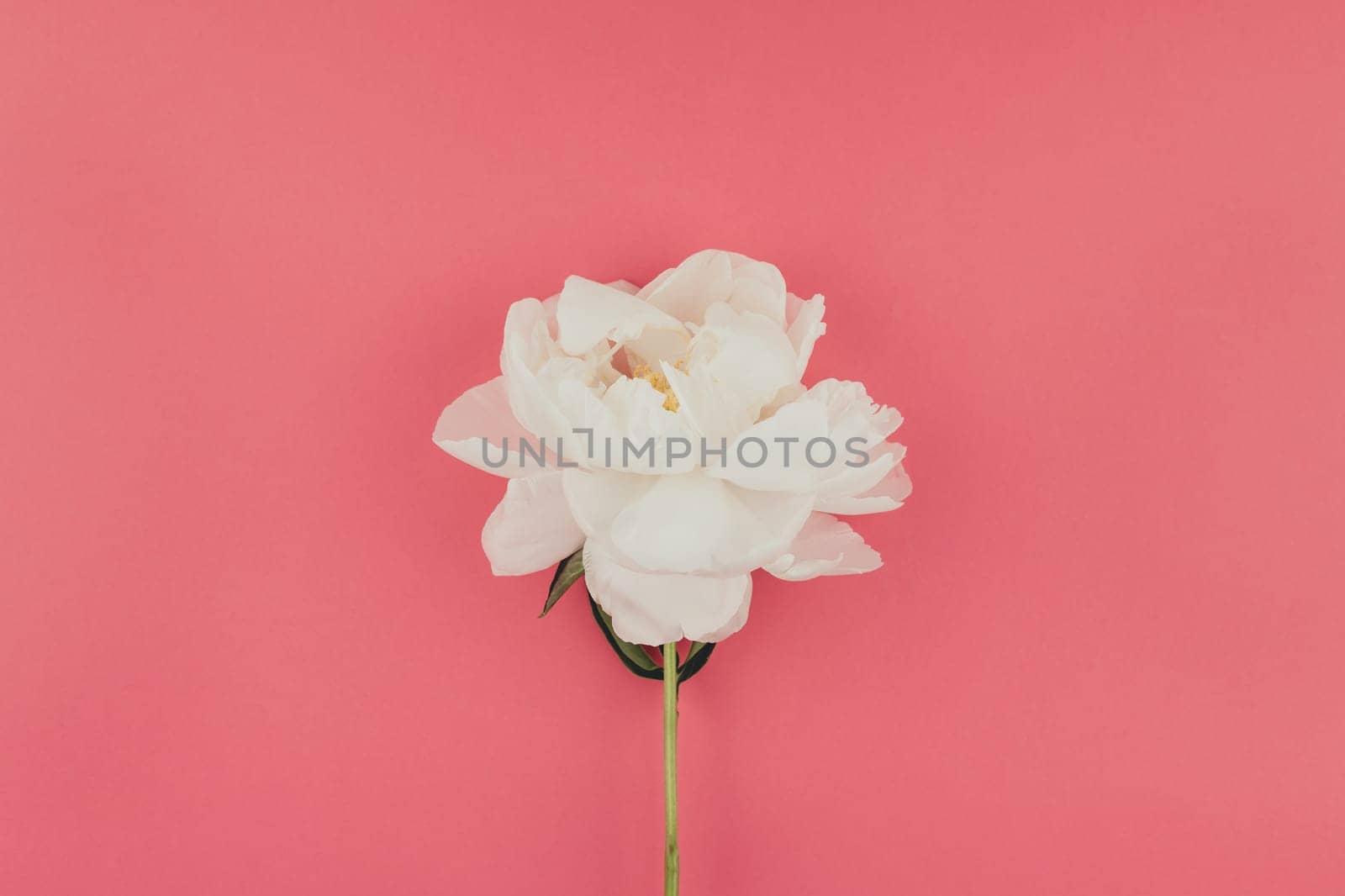 Blooming white peony flowers on pastel color paper background with copy space in minimal style, template for postcard, lettering, text your design. Wedding invitation and celebration greeting concept