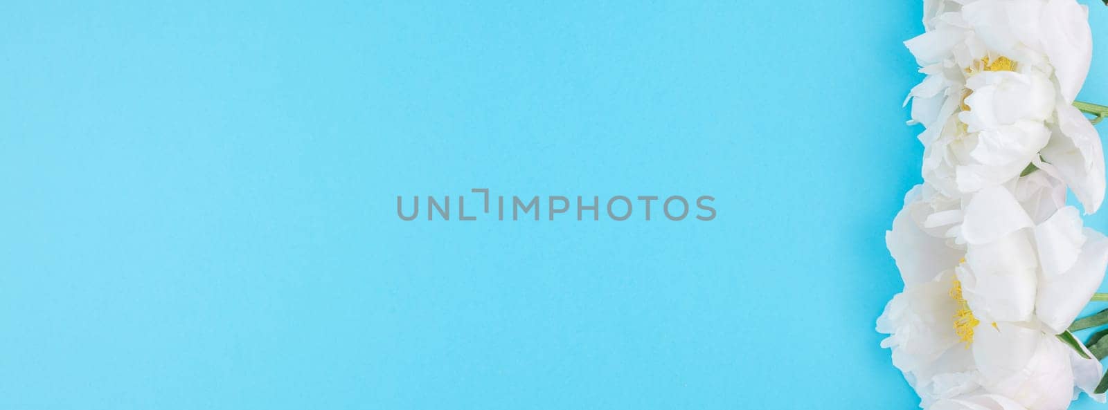 White peony flowers on pastel blue color paper background with copy space in minimal style, template for postcard, lettering, text or your design. Long wide banner for blog or social media