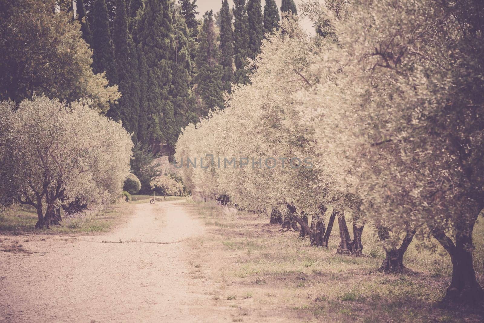 Olives alley in Provence, France. Horizontal filtered shot