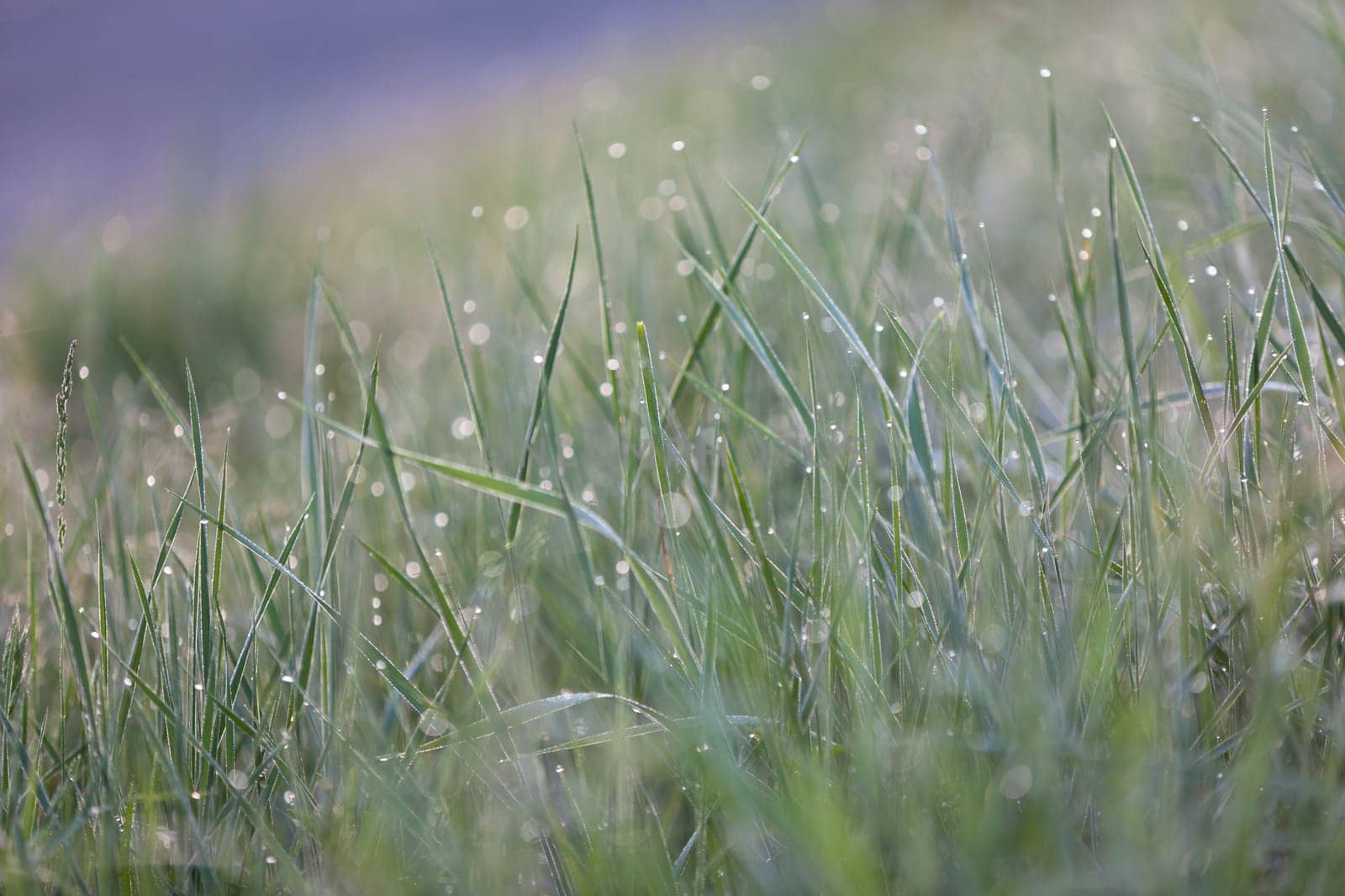 Green grass with Raindrops macro bokeh. Horizontal shot