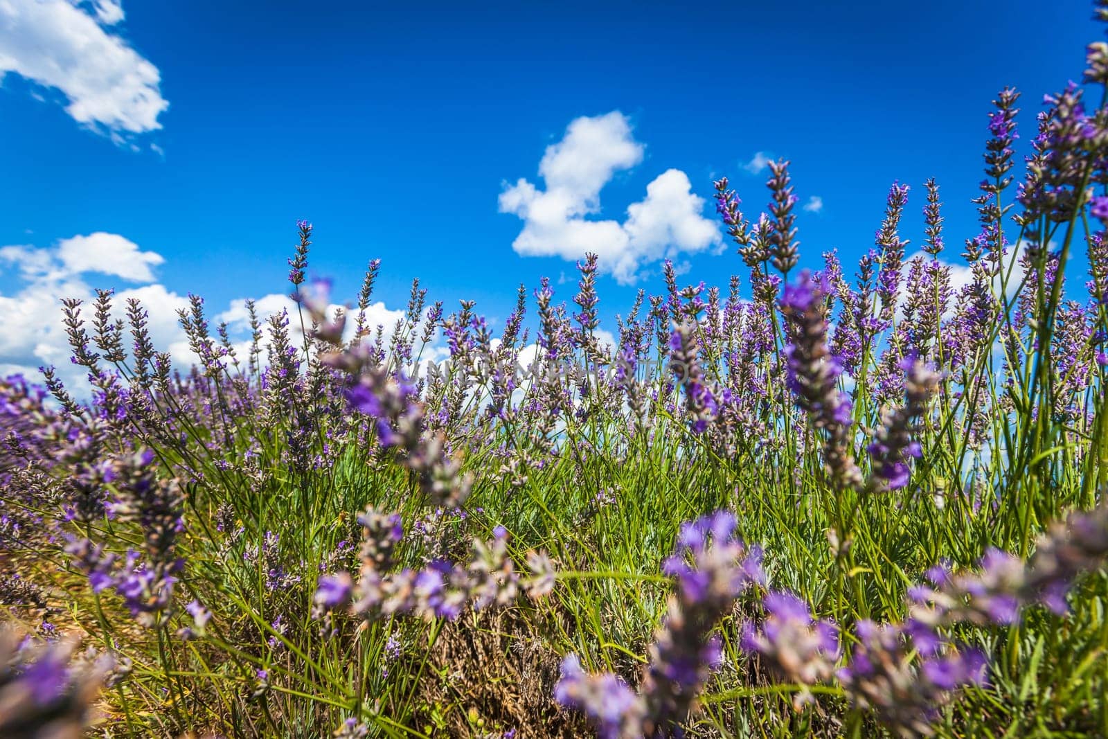 Summer lavender field in Provence, France. Shot with a selective focus. Bottom point of view